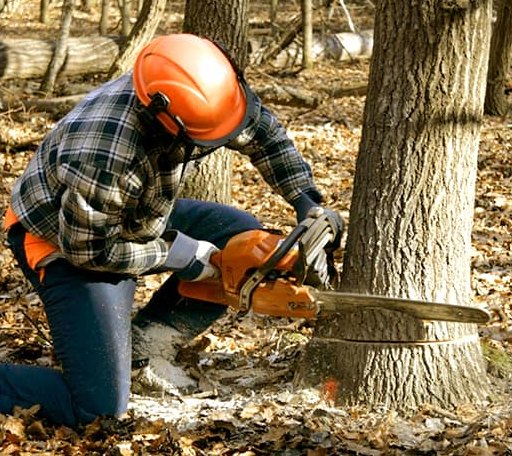 Tree Removal in Emily, MN